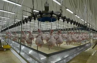 資本正瘋狂投資農業 這些項目融資模式值得學